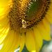 20070812_yamanashitrip_0131